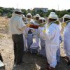 hives observation